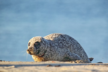 Seehund (Phoca vitulina) © DirkR