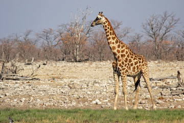 Giraffe (Giraffa camelopardis) am Wasserloch im Etosha-Nationalpark, Namibia