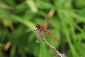 Red-Veined Darter