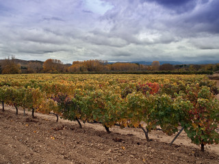 VIÑEDO EN OTOÑO