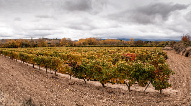 VI&Ntilde;EDOS EN OTO&Ntilde;O