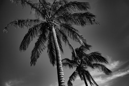 Tropical palms black and white