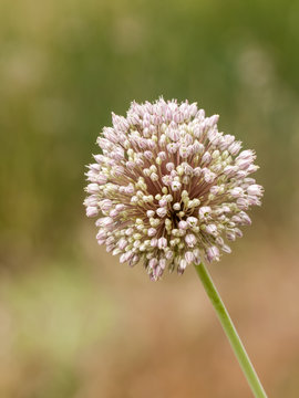ALLIUM AMPELOPRASUM