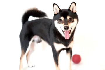Happy Shiba Inu on White Background