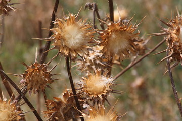 Getrocknete Distel