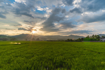 nature Landscape of a green field with rice.
