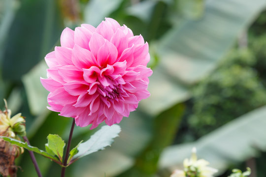 Fresh Bright Beautiful Pink Blooming Dahlia Wild Ornamental Flower. In the language of flowers, Dahlias represent dignity and stability, as well as meaning my gratitude exceeds your care.