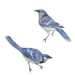 Watercolor painting two blue jay birds
