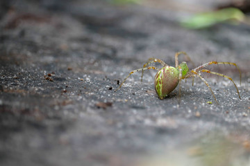 Beautiful Green Florida Spider