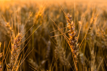 Fototapeta premium Golden wheat in the morning sunlight.