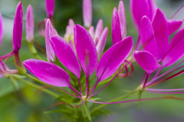 Pink spider flower ( Cleome spinosa ) in close up