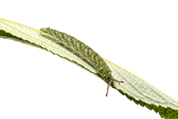 Caterpillar of Tabby butterfly  (Pseudergolis wedah) on its host plant leaf
