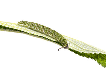 Caterpillar of Tabby butterfly  (Pseudergolis wedah) on its host plant leaf