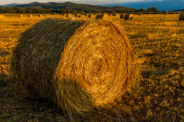 Morning lights over a field of harvest wheat.