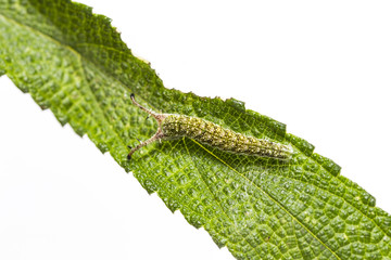 Caterpillar of Tabby butterfly  (Pseudergolis wedah) on its host plant leaf