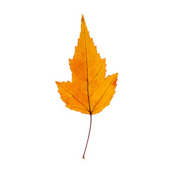 Autumn yellow maple leaf isolated on the white background. Fall leaves.