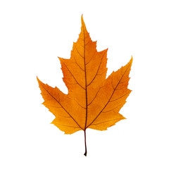 Naklejka na ściany i meble Autumn orange maple leaf isolated on the white background