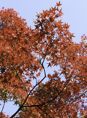 Japanese maple leaves