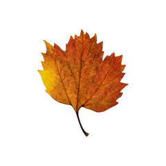 Autumn  yellow brown maple leaf isolated on the white background. Fall leaves.