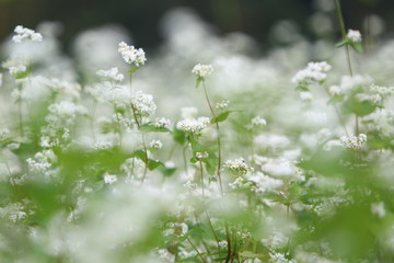癒しのそばの花