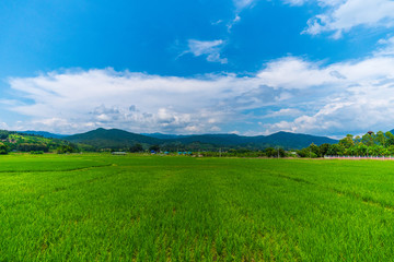 Nature Landscape of a green field with rice.