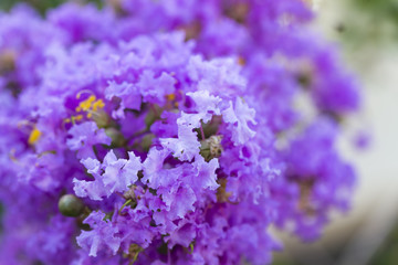 Purple crape myrtle flower ( lagerstroemia )  with yellow pollen