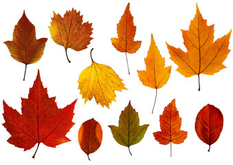 Set of fall leaves isolated on the white background