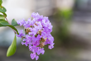 Purple crape myrtle flower ( lagerstroemia )  with yellow pollen