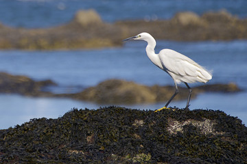 Little egret (Egretta garzetta) on seaweed with reflection on water. Rocky coast near of Le Pouliguen in Brittany in France