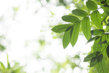 Fototapeta na wymiar green leaf and bokeh background