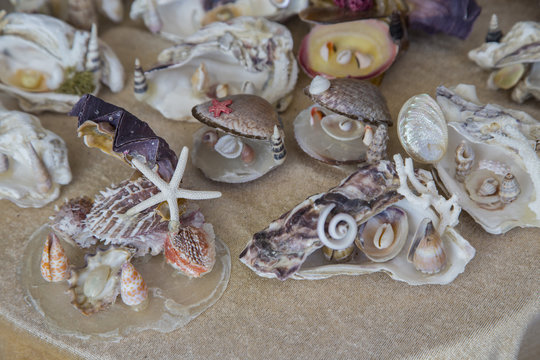 image of a group of shells of various shapes on a stand