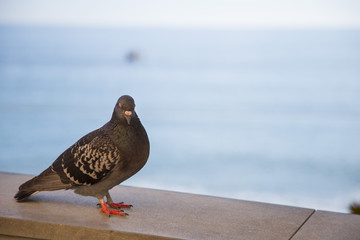 image with close-up of a common pigeon and with the sea in the background