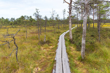 Fototapeta na wymiar Viru bog (Viru raba) in the Lahemaa National Park in Estonia.