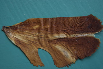 feuille