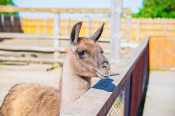 lama at zoo close up. sunny day
