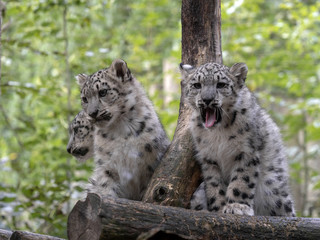 Snow leopard, Uncia uncia, three chicks