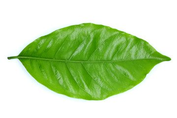 coffee leaf on white background.