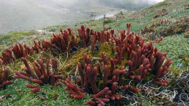 Club-mosses and grasses growing on a windswept Andean peak at 4,400m elevation above Papallacta in the Ecuadorian Andes.