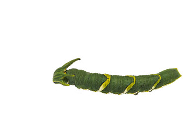 Isolated caterpillar of common nawab butterfly ( Polyura athamas ) in 5th stage on white