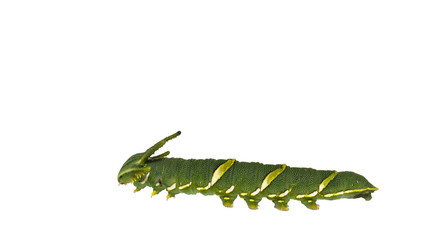 Isolated caterpillar of common nawab butterfly ( Polyura athamas ) in 5th stage on white