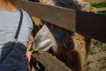 camel. feeding animal. weekend in zoo