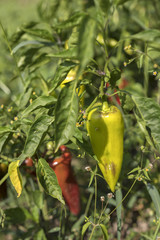 bassil, aromatic plant .