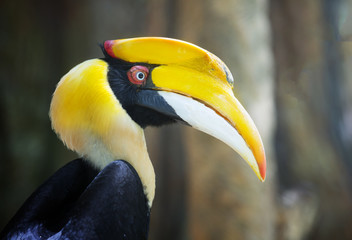 great hornbill