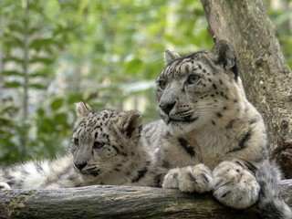 Fototapeta na wymiar Snow leopard, Uncia ounce, female with chicks