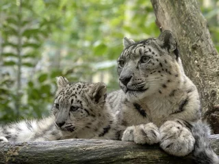 Fotobehang Snow leopard, Uncia ounce, female with chicks © vladislav333222