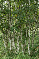 Birken im Ewigen Meer in Ostfriesland