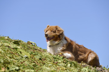 Sheepdog (Canis lupus) in french Alps lying on grass on blue sky background