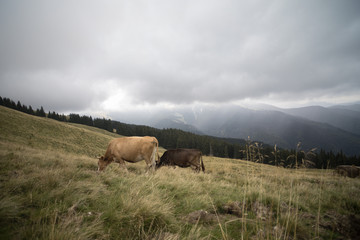 cows on a mountain meadow in a rainy day