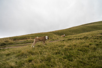 Naklejka premium cows on a mountain meadow in a rainy day