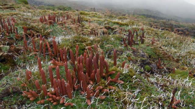 Club-mosses and grasses growing on a windswept Andean peak at 4,400m elevation above Papallacta in the Ecuadorian Andes.